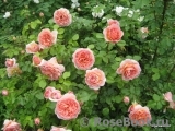 Abraham Darby