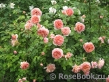 Abraham Darby