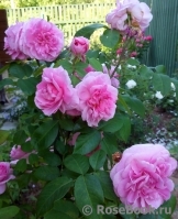 Gertrude Jekyll