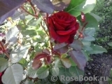 Black Baccara