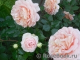 Abraham Darby