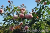 A Shropshire Lad