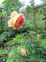 Abraham Darby