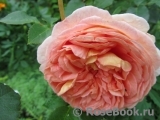 Abraham Darby