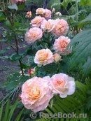 Abraham Darby