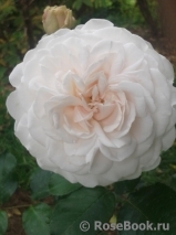 Great North Eastern Rose 