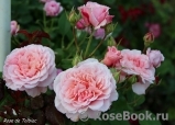 Rose de Tolbiac ®