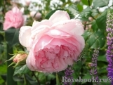 The Wedgwood Rose