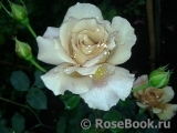 Julia's Rose