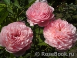 The Alnwick Rose