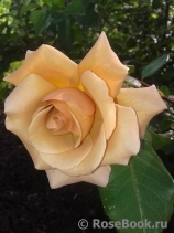 Julia's Rose