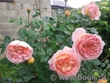 Abraham Darby