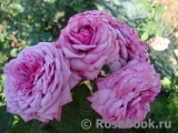 Durance Ancian Rosa