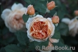 Crown Princess Margareta®