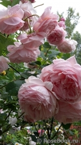 A Shropshire Lad