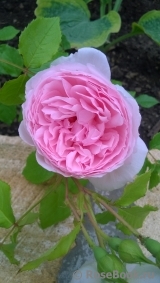 The Wedgwood Rose