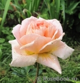 Abraham Darby