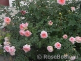 Abraham Darby