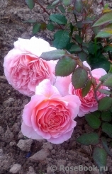 Abraham Darby