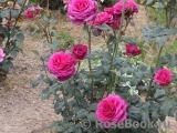 Johann Wolfgang von Goethe Rose®