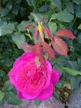 Johann Wolfgang von Goethe Rose®