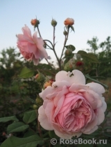 A Shropshire Lad