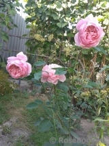 The Alnwick Rose