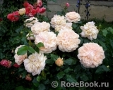 Garden of Roses 