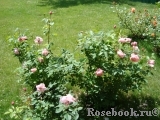 The Alnwick Rose