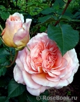 Abraham Darby