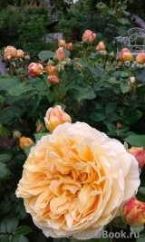 Crown Princess Margareta®