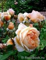 Crown Princess Margareta®