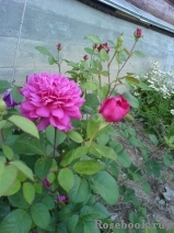 Sophy’s Rose 