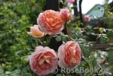 Abraham Darby