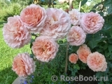 Abraham Darby