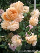 Crown Princess Margareta®