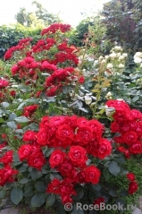 Black Forest Rose ®