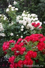 Black Forest Rose ®