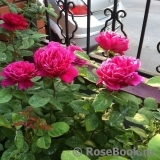 Sophy’s Rose 