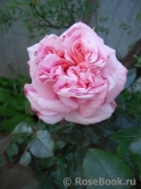 Abraham Darby