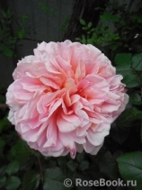 Abraham Darby