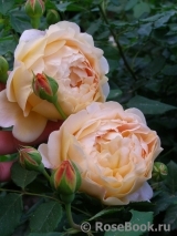 Crown Princess Margareta®