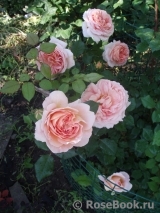 Abraham Darby