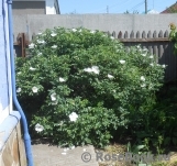 Rosa rugosa f. Alba Rehder