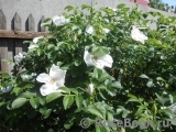 Rosa rugosa f. Alba Rehder