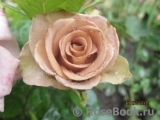 Julia's Rose