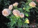 Julia's Rose