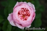 The Alnwick Rose