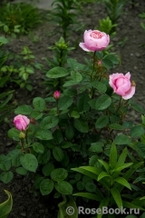 The Alnwick Rose