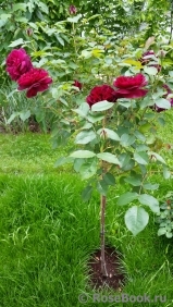 Darcey Bussell 